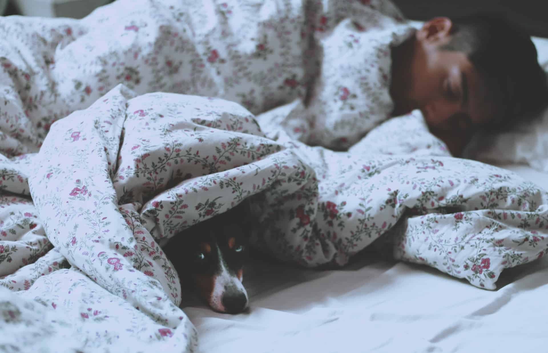 how to prevent hangover, man and dog peeking out from covers